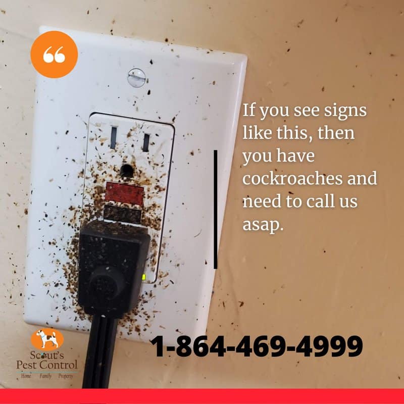 Dangers Of Cockroaches In Your Home Or Business 1 dangers of cockroaches