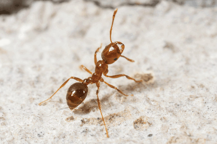 Protect Yourself, Your Yard & Your Pets From Fire Ants 1 protecting from fire ants - tips from scout's pest control in greenville, sc