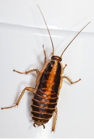 Dangers Of Cockroaches In Your Home Or Business 2 dangers of cockroaches