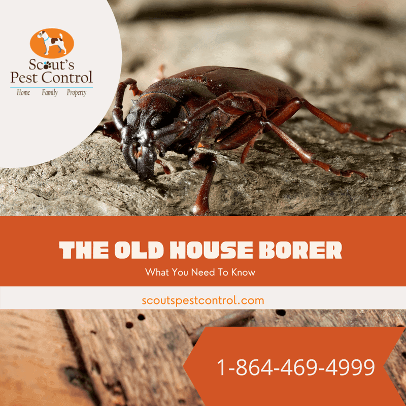 How Serious Is Old House Borer Damage? 1 how serious is old house borer damage?