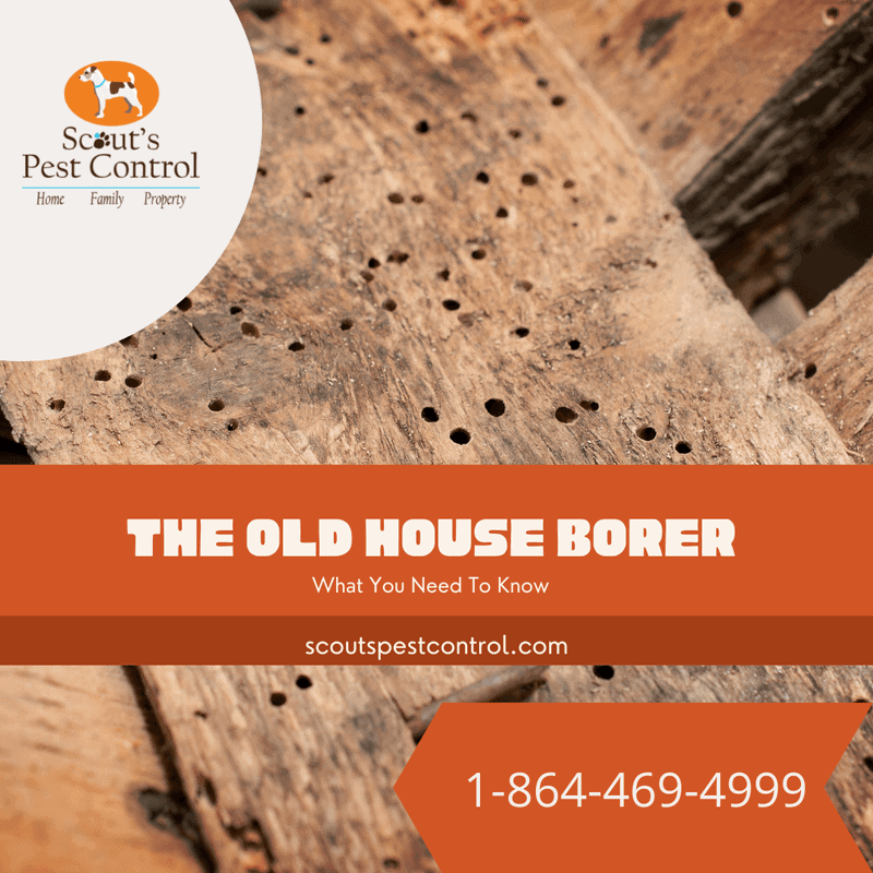 How Serious Is Old House Borer Damage? 2 old house borer damage