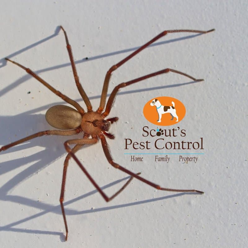 How a common brown spider gets easily mistaken for a Brown Recluse Spider 4 how a common brown spider gets easily mistaken for a brown recluse spider