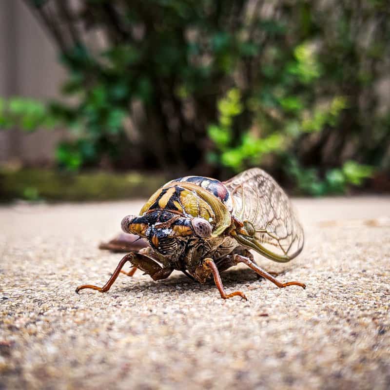 Trillions Of Cicadas About To Release After Years Underground 2 cicada shot on google pixel 3 xl