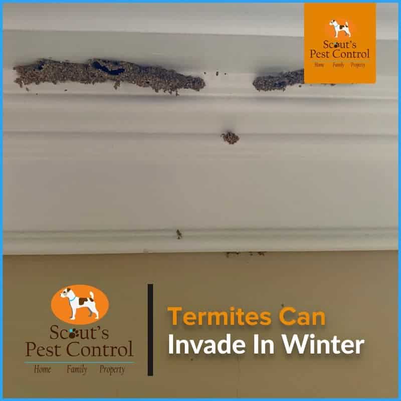 Termites in Winter 1 termites in winter