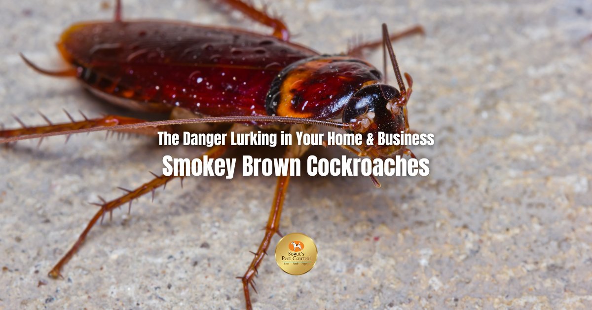 The Danger Lurking in Your Home: Smokey Brown Cockroaches 14 smokey brown cockroaches