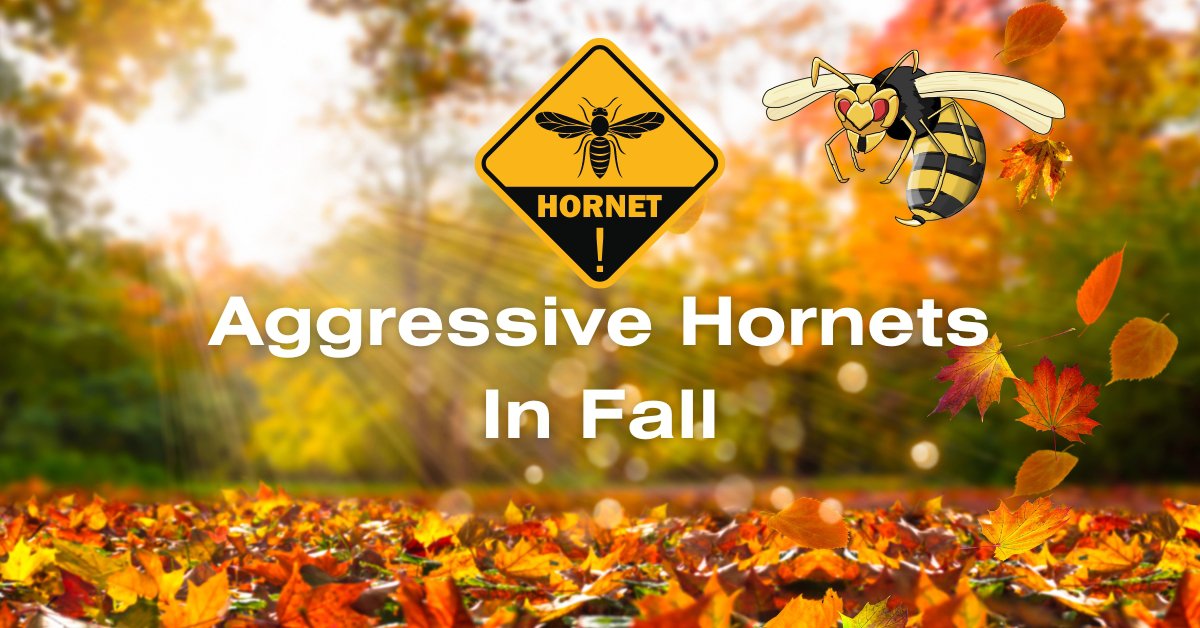 Understanding Aggressive Hornets In The Fall: Why They Turn Aggressive 30 aggressive hornets