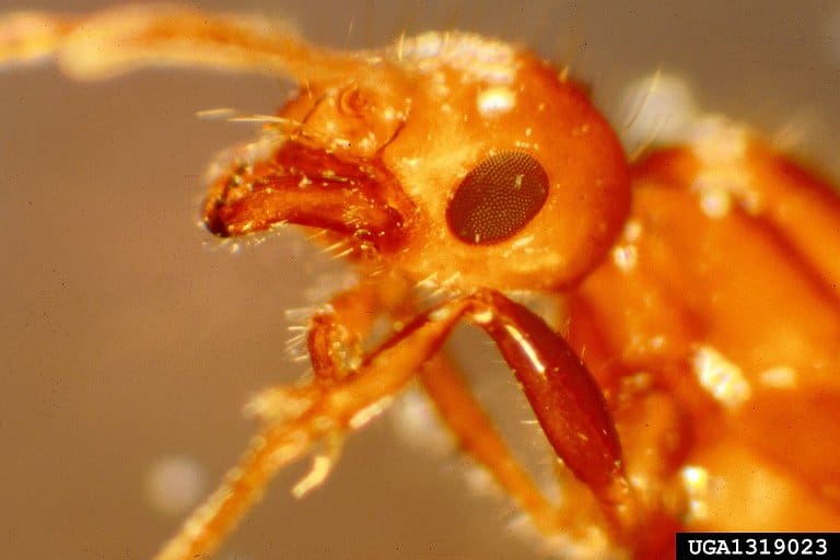 Invading Fire Ants and Fire Ants Facts and 8 Busted Myths 6 fire ants biology