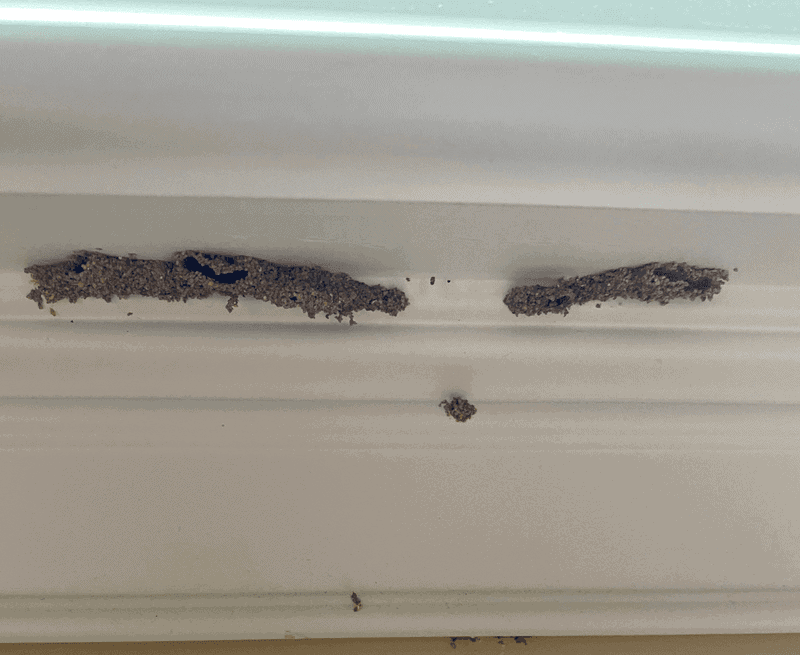 Termites in Winter 2 termite tubes