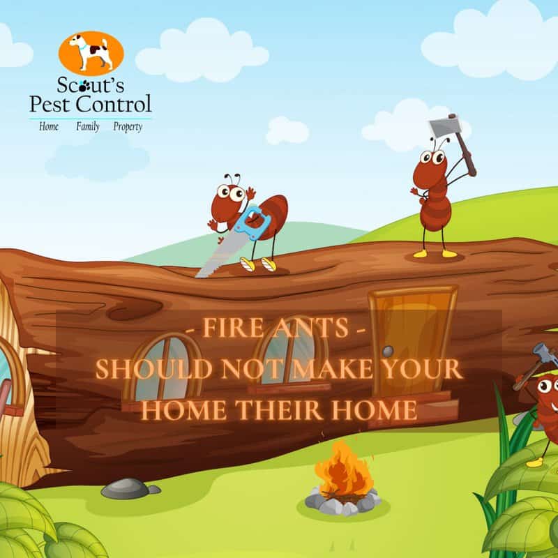 Invading Fire Ants and Fire Ants Facts and 8 Busted Myths 3 fire ants home