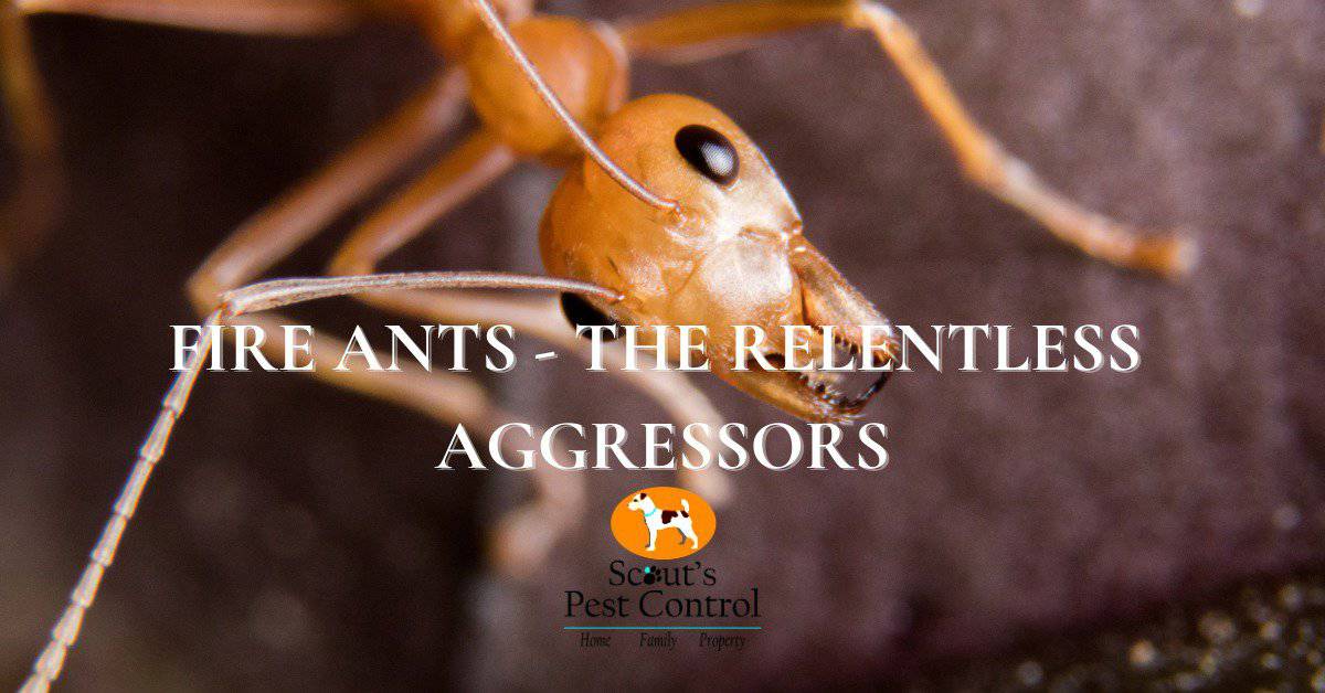 Invading Fire Ants and Fire Ants Facts and 8 Busted Myths 10 invading fire ants