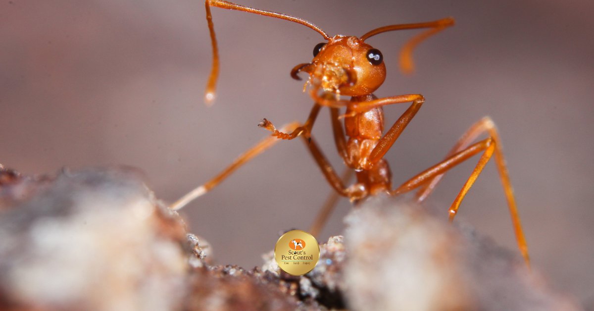 The Devastating Consequences of A Fire Ant Infestation 1 the devastating consequences of a fire ant infestation cover