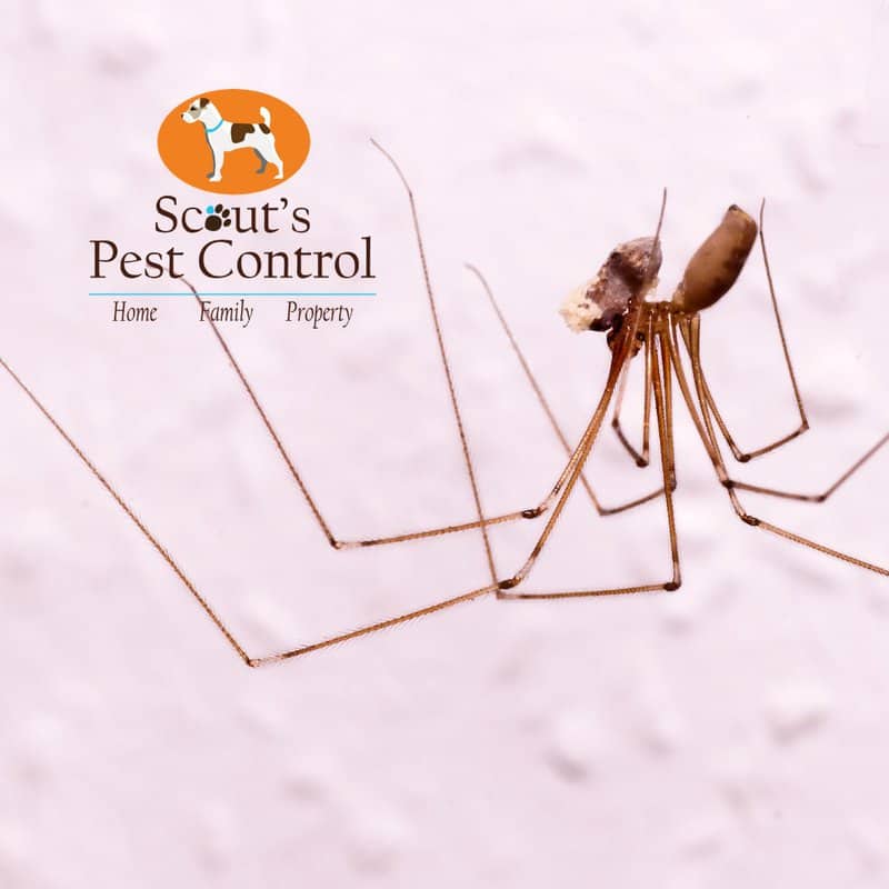 How a common brown spider gets easily mistaken for a Brown Recluse Spider 3 daddy longlegs