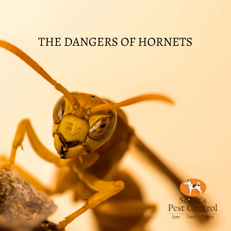 How Dangerous are Hornets? 1 hornets