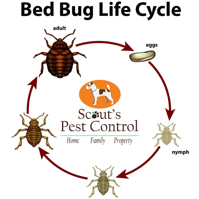 Bed Bug Services