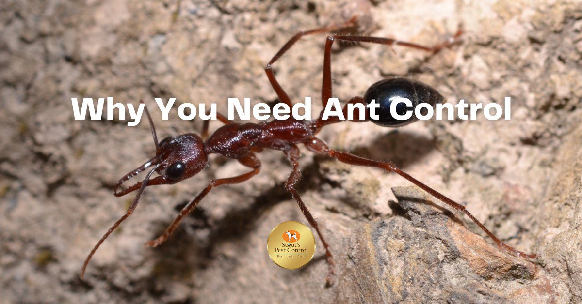 Why Ant Control is Important 5 ant control