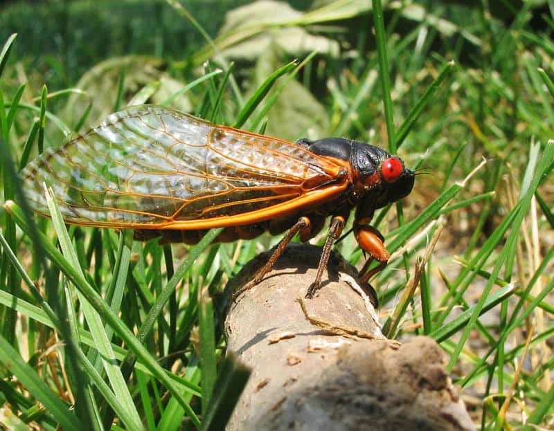 Trillions Of Cicadas About To Release After Years Underground 1 cicadas brood x