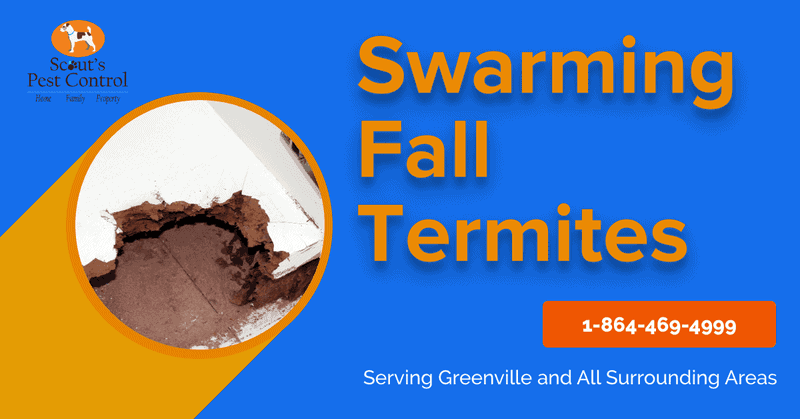 Do Termites Swarm In The Fall Season? 1 swarming fall termites