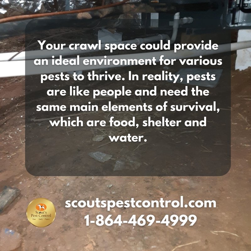 Crawl Space Pests and Why You Should Encapsulate Your Crawl Space. 3 crawl space encapsulation