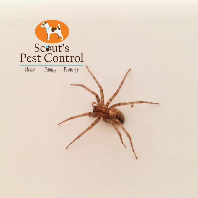 How a common brown spider gets easily mistaken for a Brown Recluse Spider 2 brown recluse mistaken for house spider