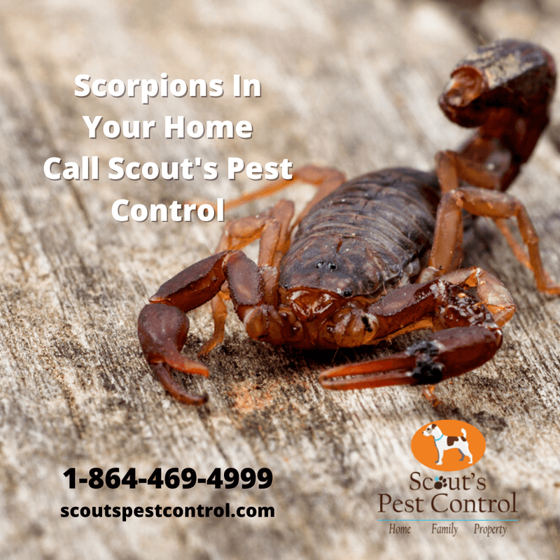 Scorpions in South Carolina 1 scorpions