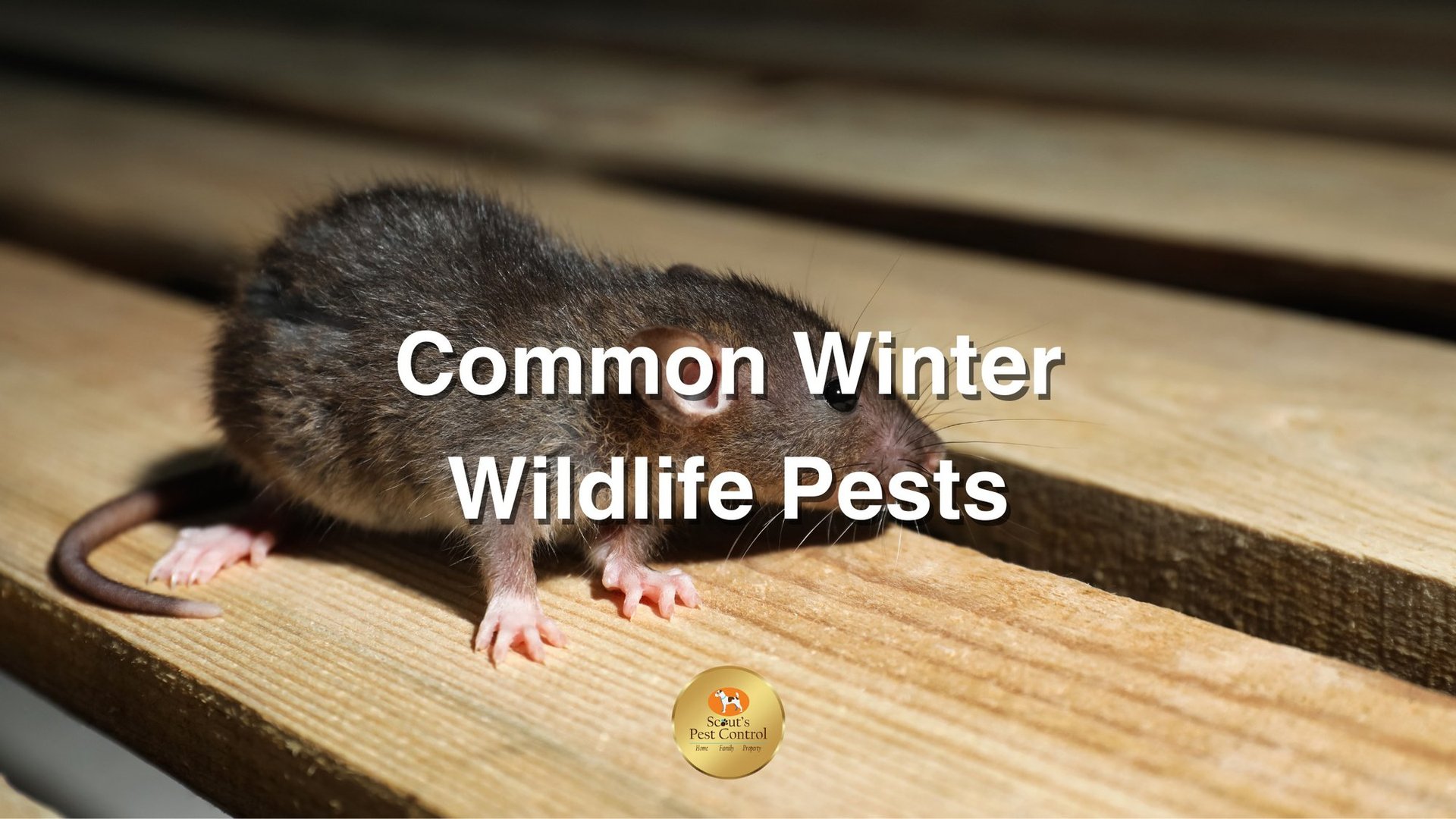 Common Winter Pests And How To Prevent Them From Invading Your Home 1 common winter pests and how to prevent them from invading your home cover