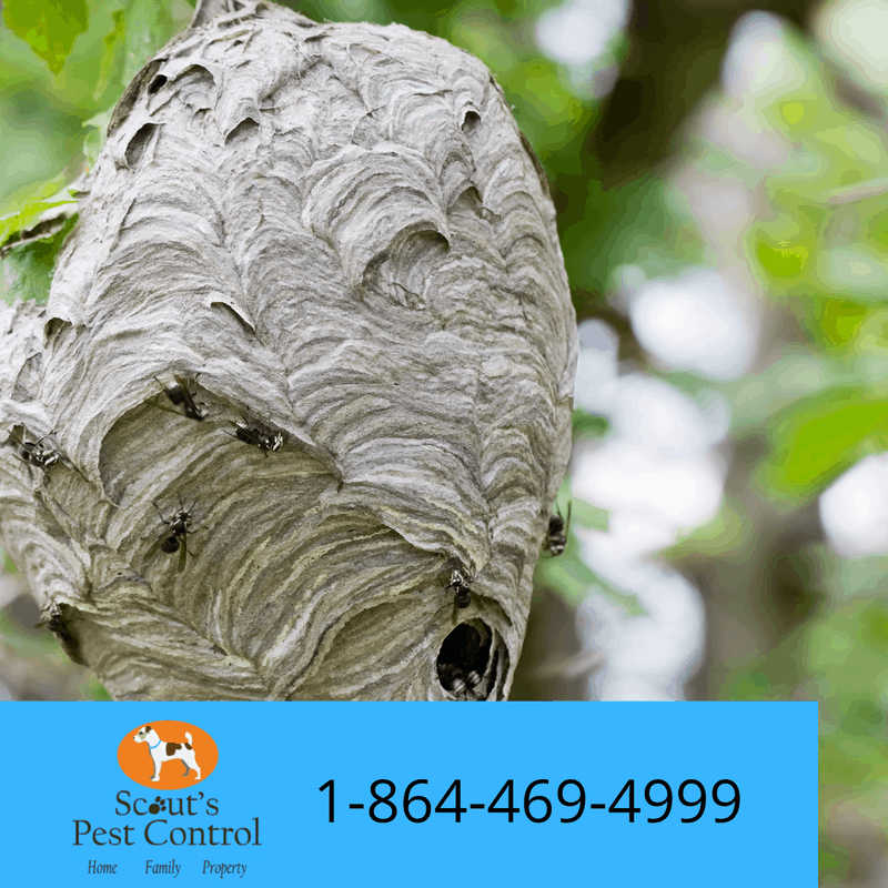 How Dangerous are Hornets? 3 hornets nesting