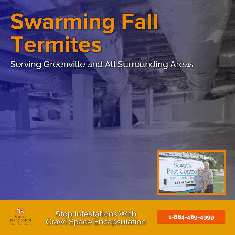 Do Termites Swarm In The Fall Season? 4 do termites swarm in the fall season?