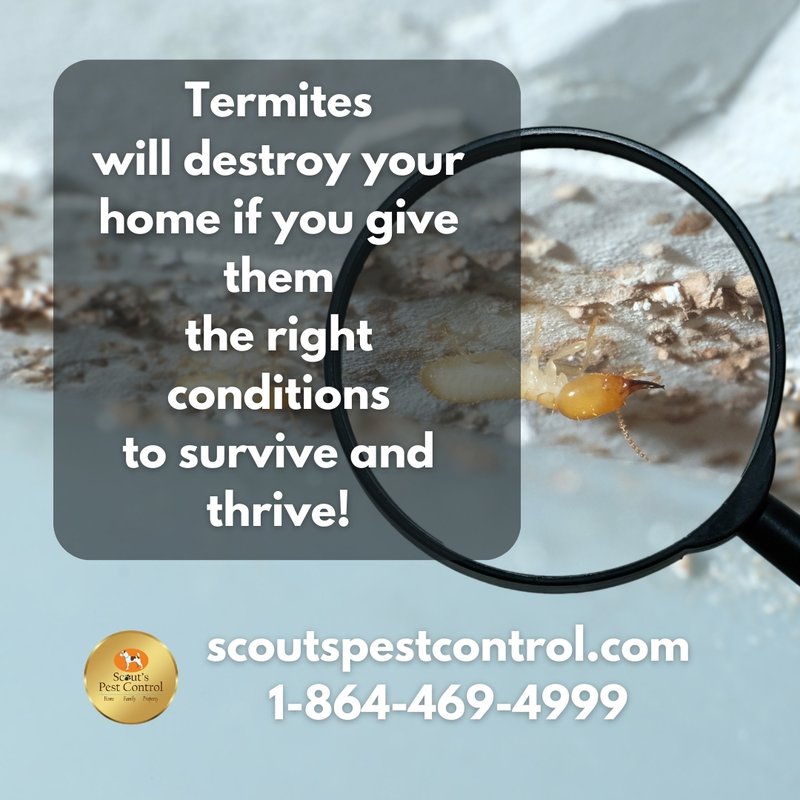 Crawl Space Pests and Why You Should Encapsulate Your Crawl Space. 2 crawl space pests - termites