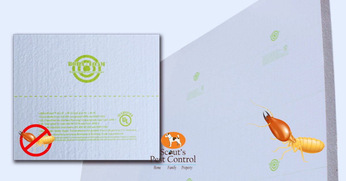 Termites vs. Crawl Space Insulation: Why Spray Foam Attracts and Bora Foam Repels 8 termites vs. crawl space insulation: why spray foam attracts and bora foam repels cover