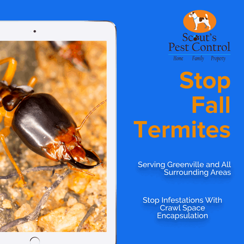 Do Termites Swarm In The Fall Season? 3 do termites swarm in the fall season?