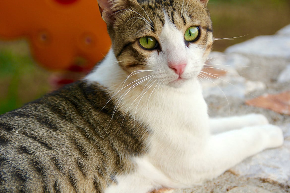 More cats and dogs will be available for adoption at the Lancaster