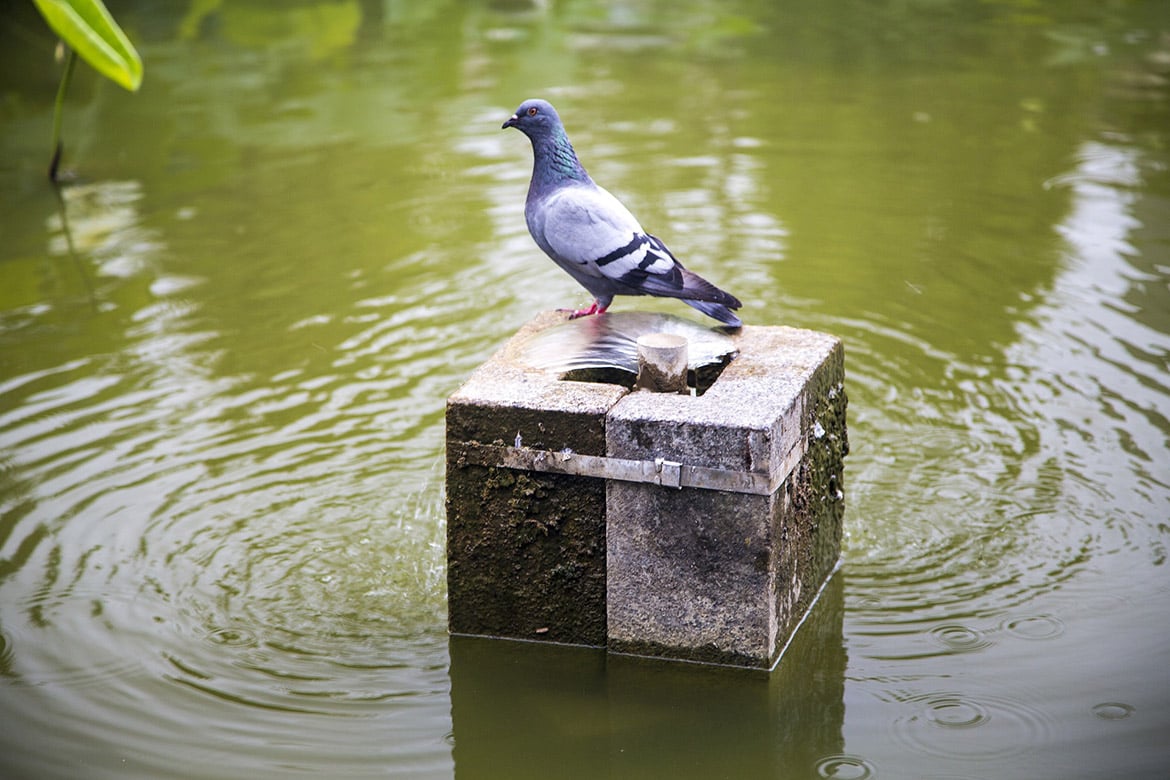 Pigeons swarm Las Vegas neighborhood, nesting at church
