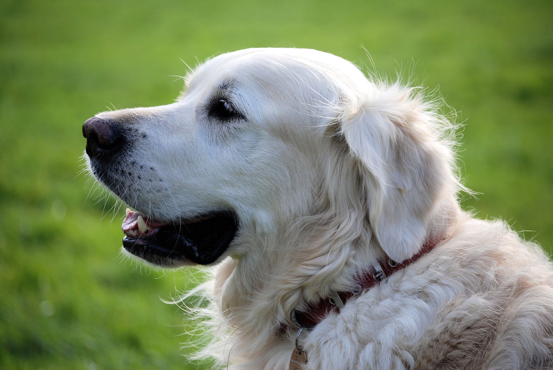 Watch a heroic golden retriever save a baby deer from drowning
