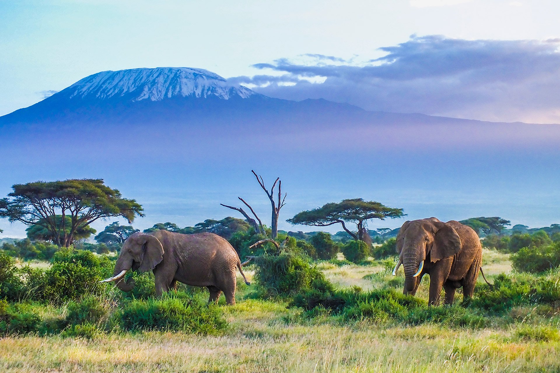 Vacancy: some more elephants needed in the bush