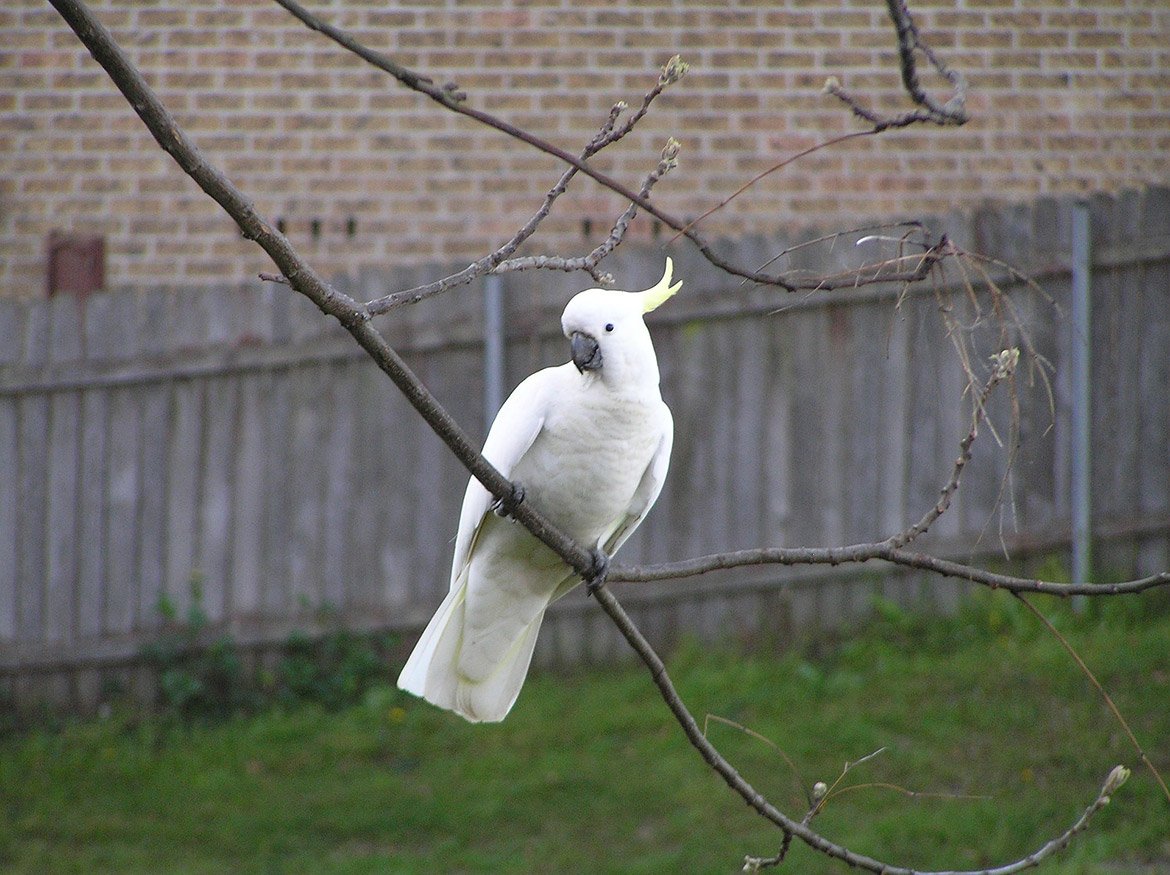 Drumming Cockatoos and the Rhythms of Love