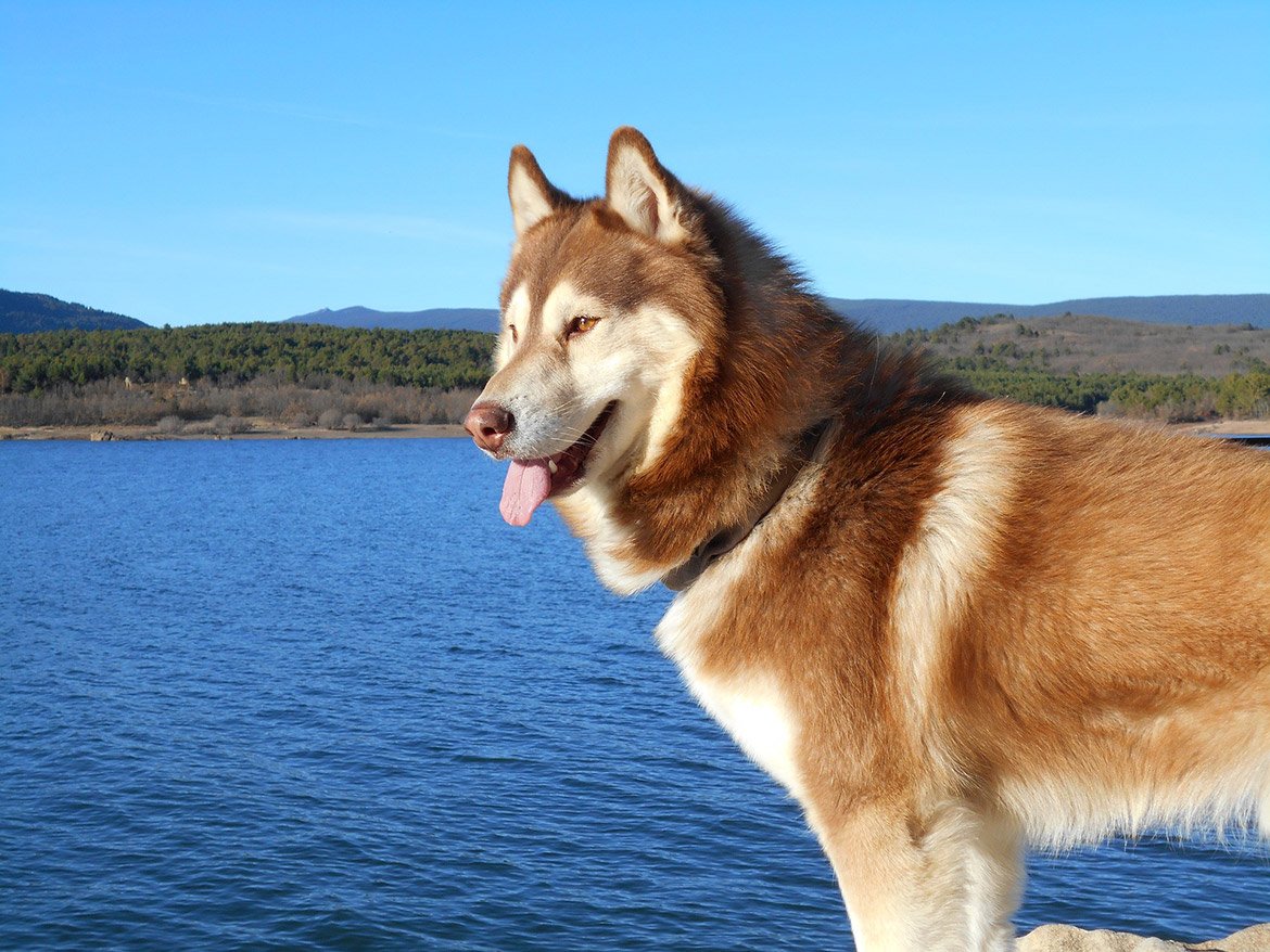 Pets of the week: Pomeranian pair and Siberian husky