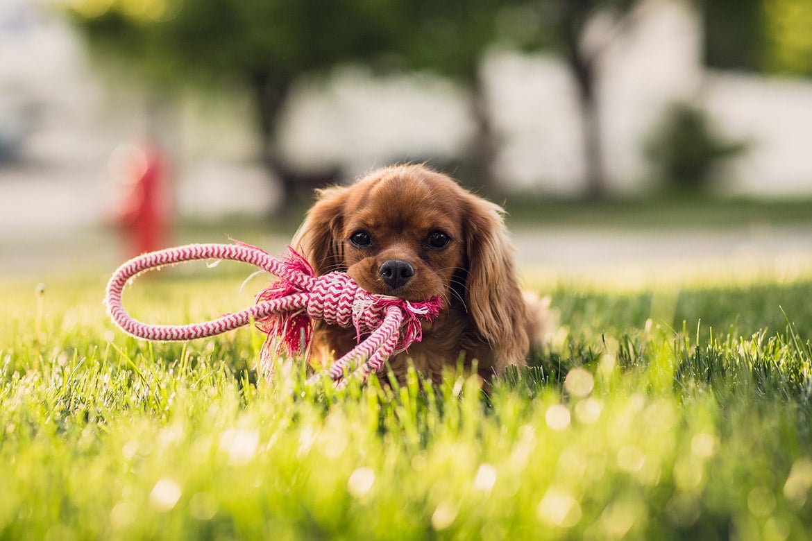 Puppies Destined to Help Veterans Start Service Dog Training