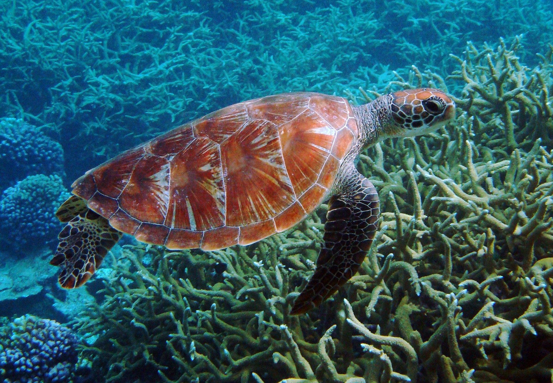 WATCH: Baby Sea Turtles' Journey to the Ocean
