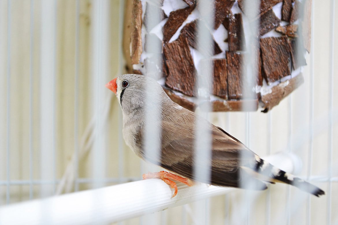 EU Adviser Slams Malta's Legalization of Finch-Trapping