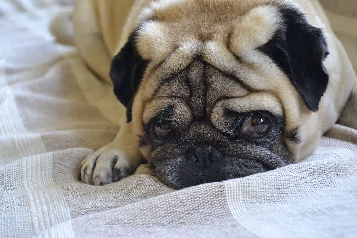 Puppacino Dates event to fundraise for Pug rescue group