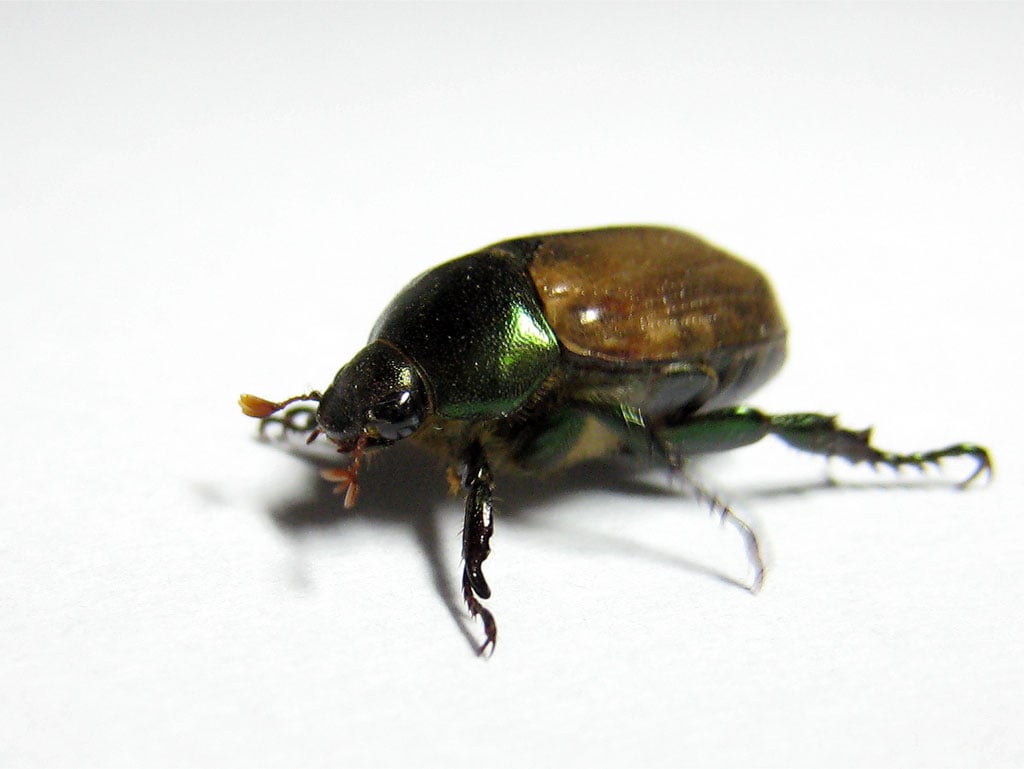 הדברת ג'וקים