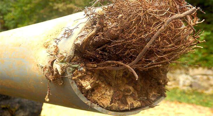 Root removal solutions Portsmouth