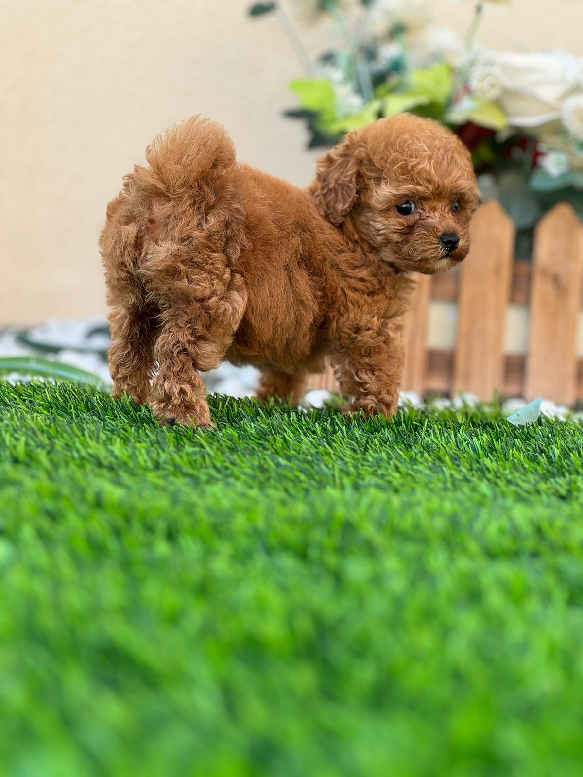 Toy poodle girl