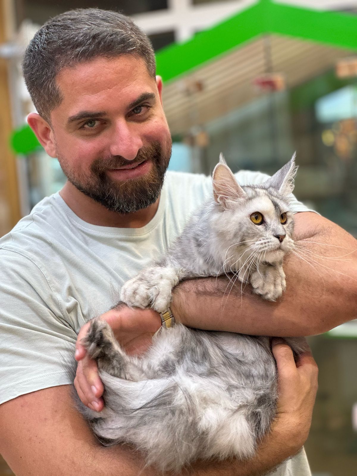 Polydactyl mainecoon female from Russia with wcf pedigree