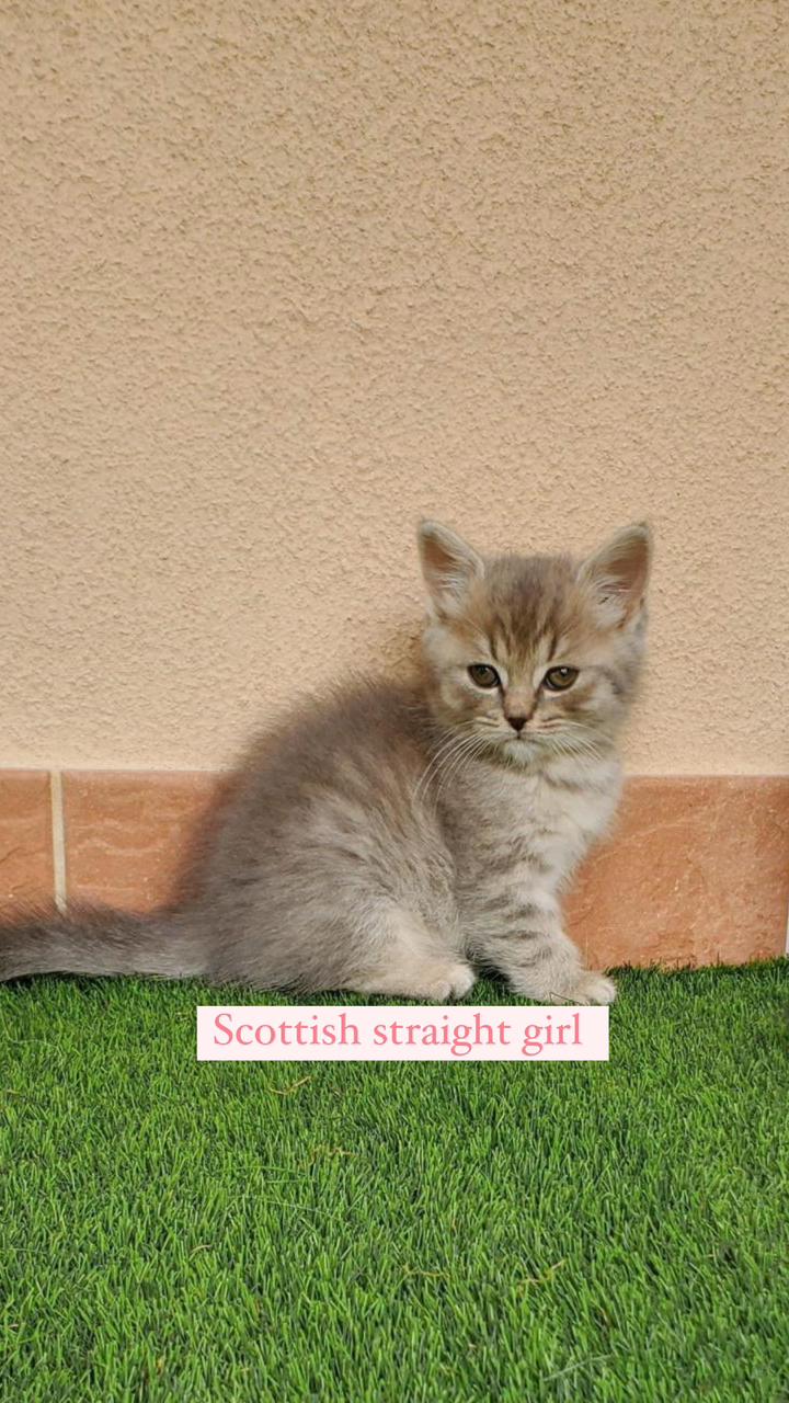 scottish straight girl