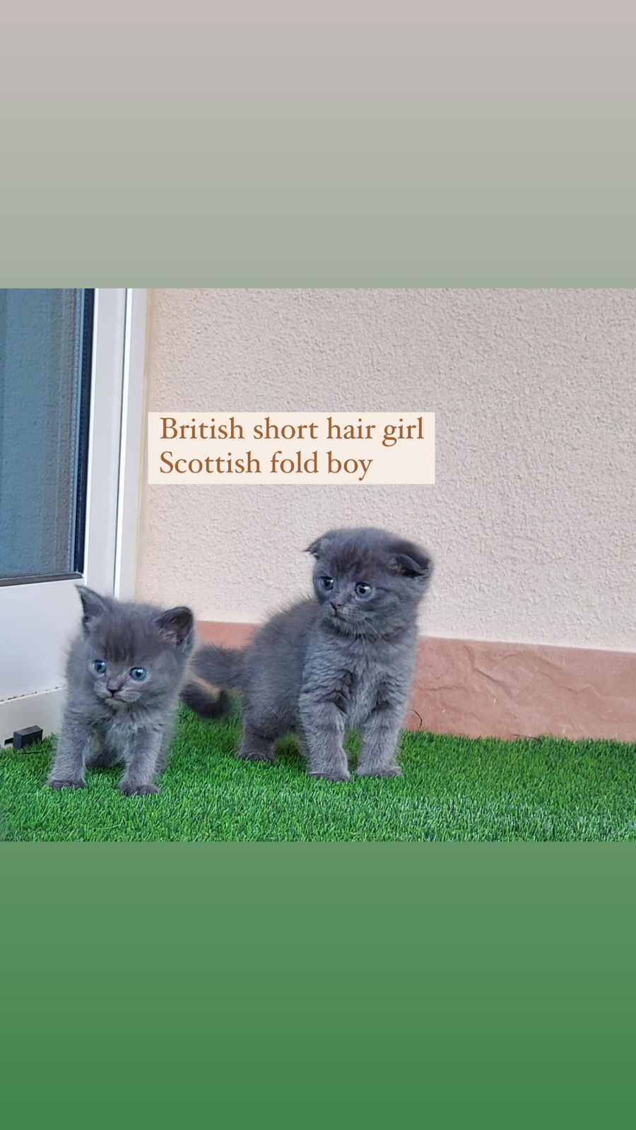 british short hair girl scottish fold boy