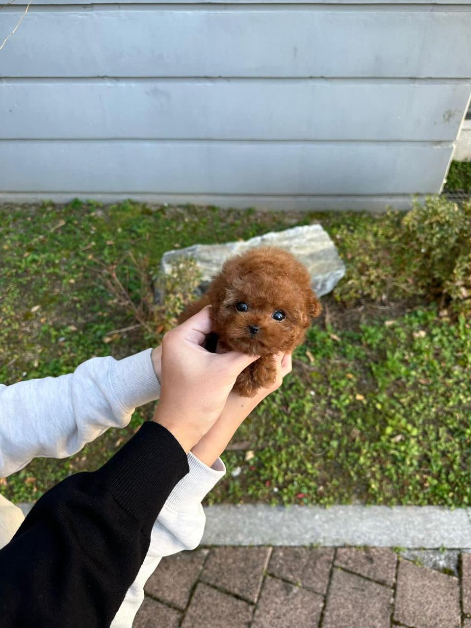 Teacup poodle girl from south Korea