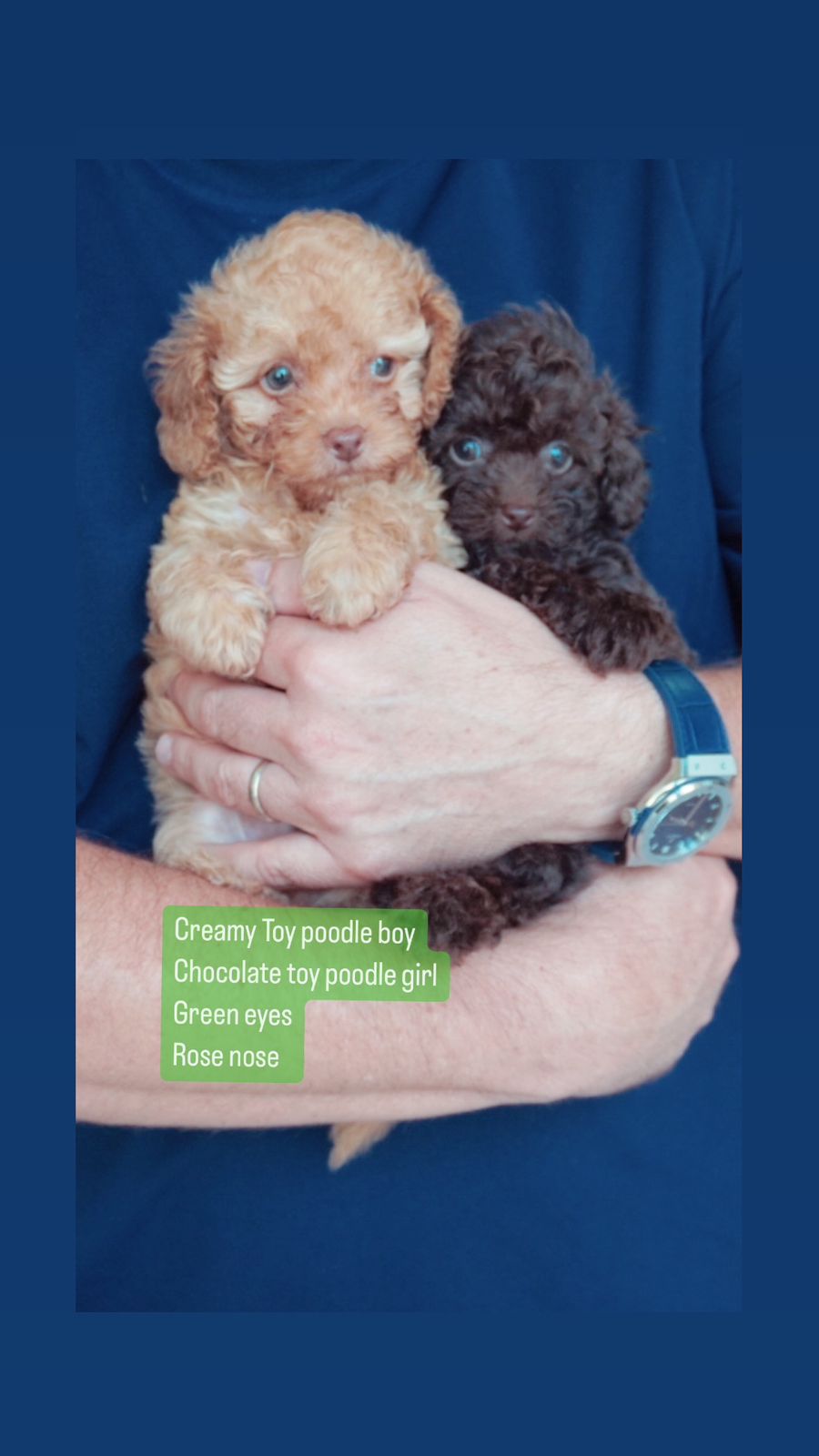 Creamy Toy Poodle Boy & Chocolate Toy Poodle Girl