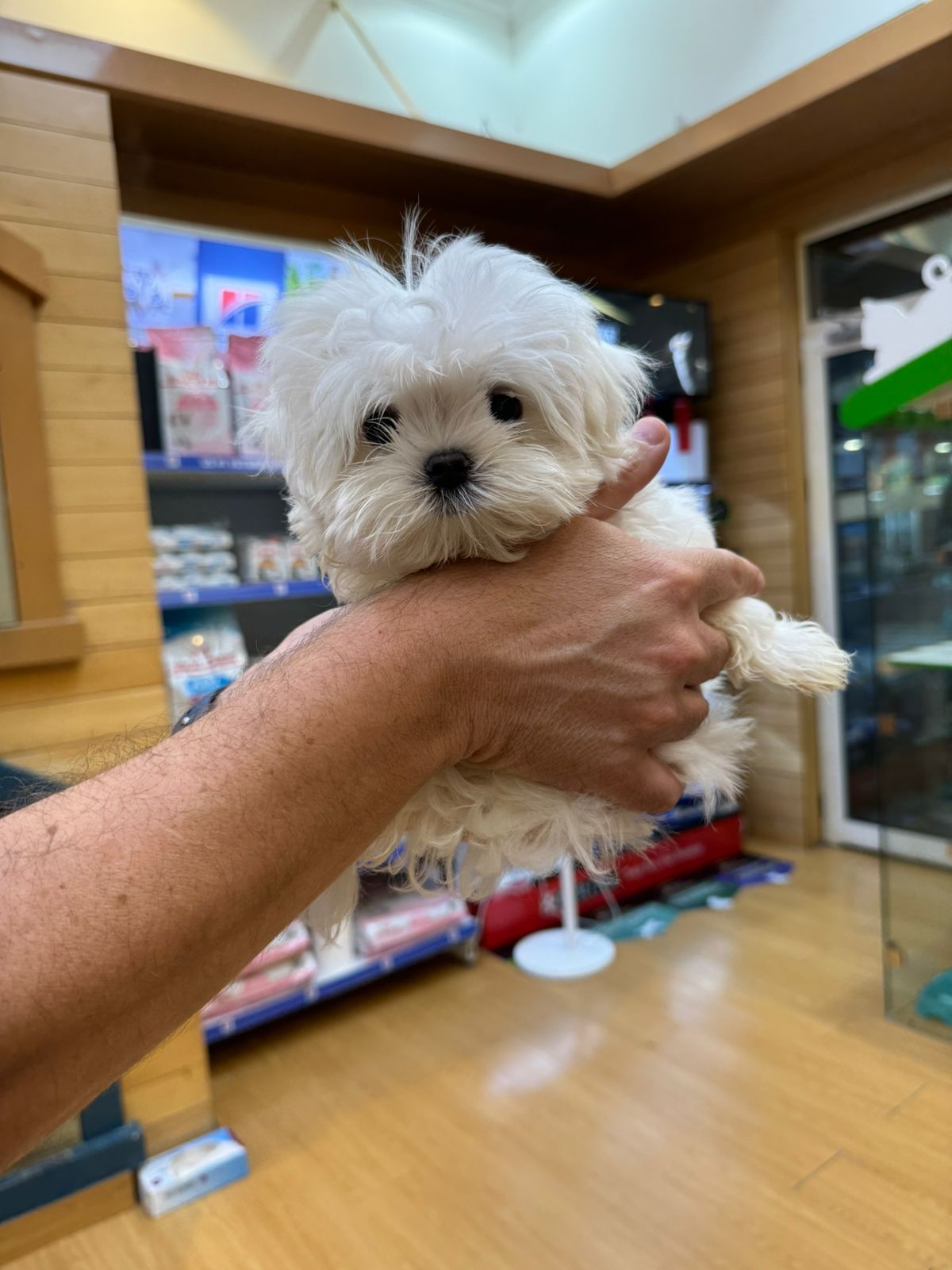 Teacup Maltese boy