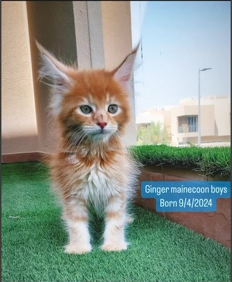 Ginger Mainecoon Boys